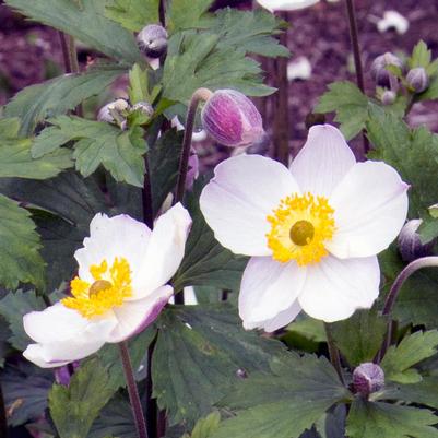 Anemone x 'Elfin Swan'