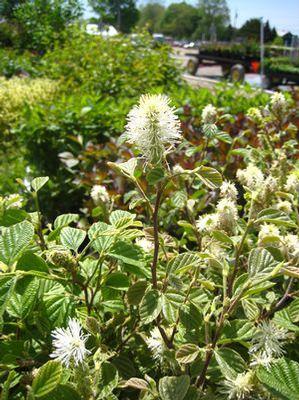 Fothergilla major 