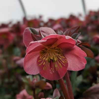 Helleborus x Frostkiss® Cheryl's Shine