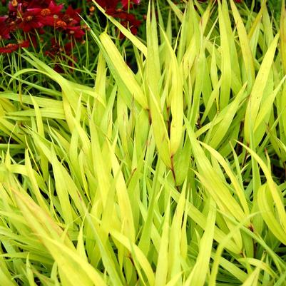 Hakonechloa macra 'All Gold'