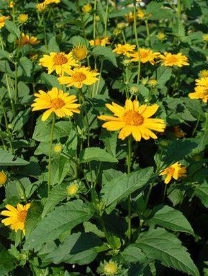 Heliopsis Tuscan Sun