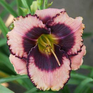 Hemerocallis Daring Deception