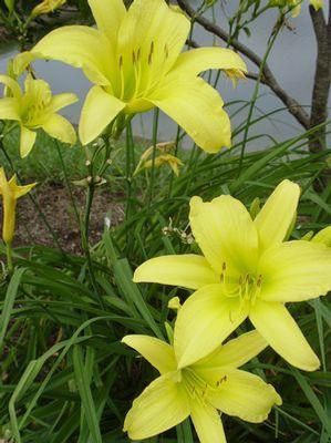 Hemerocallis Hyperion-Yellow