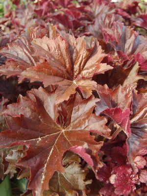 Heuchera villosa 'Bronze Wave'