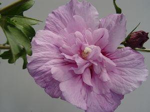 Hibiscus syriacus Lavender Chiffon®