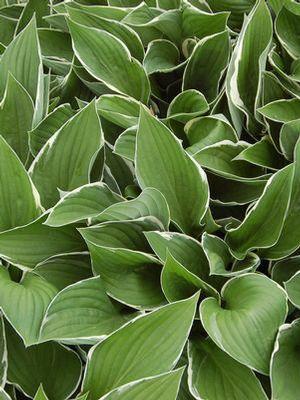 Hosta x 'Francee'