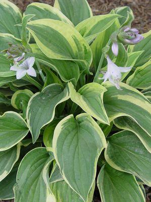 Hosta x 'Wide Brim'