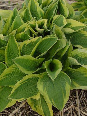 Hosta fortunei 'Aureomarginata'