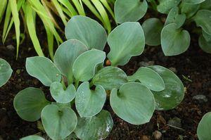 Hosta x 'Blue Mouse Ears'