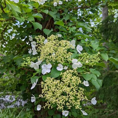 Hydrangea anomala petiolaris