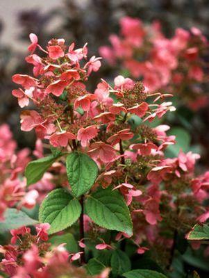 Hydrangea paniculata Quick Fire®