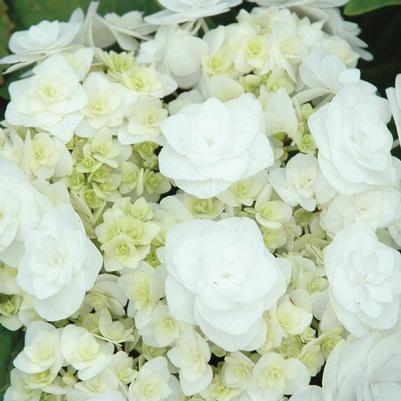 Hydrangea macrophylla Wedding Gown™