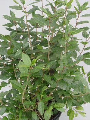 Ilex x 'Apollo'