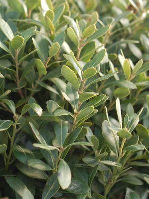 Ilex glabra Densa