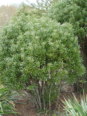 Ilex glabra 'Shamrock'
