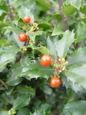 Ilex X meserveae 'Berryific'