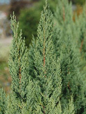 Juniperus chinensis Blue Point