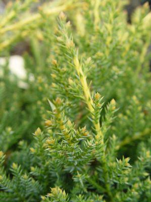 Juniperus chinensis 'Gold Star'