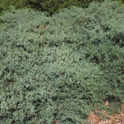 Juniperus virginiana 'Grey Owl'