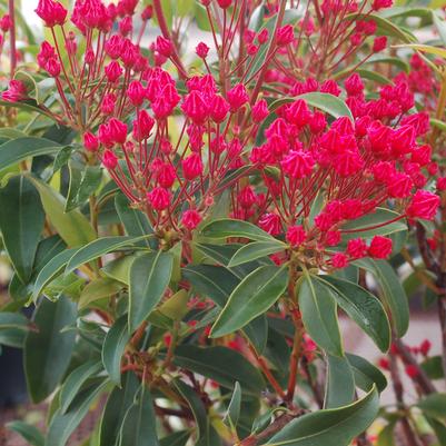 Kalmia latifolia 'Sarah'