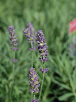 Lavandula angustifolia 'Hidcote'