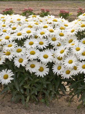 Leucanthemum superbum Daisy May™