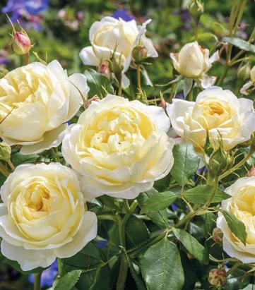 Rosa 'Vanessa Bell'