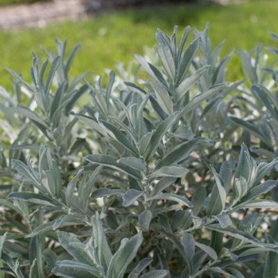 Salix candida Iceberg Alley®