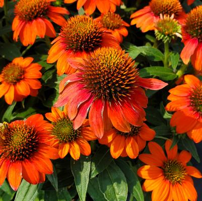 Heliopsis helianthoides 'Punto Rosso' Punto Russo from Prides Corner Farms