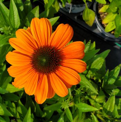 Echinacea x Color Coded® Orange You Awesome