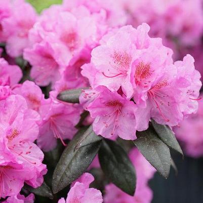 Rhododendron x Black Hat®