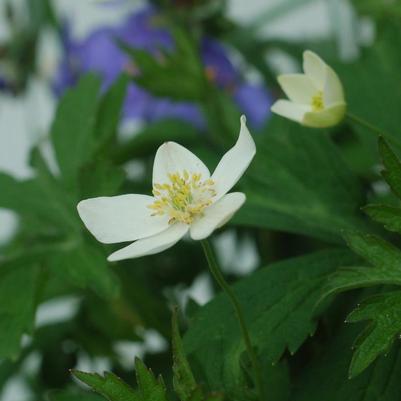 Anemone canadensis 