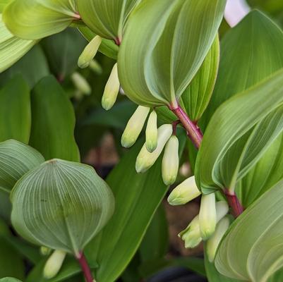 Polygonatum odoratum 'Ruby Slippers'