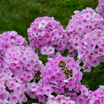 Phlox paniculata Luminary™ 'Opalescence'