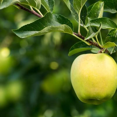 Malus Cortland Cortland Apple from Prides Corner Farms