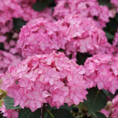 Hydrangea serrata Let's Dance Can Do!®