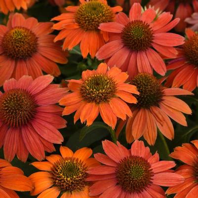 Heliopsis helianthoides 'Punto Rosso' Punto Russo from Prides Corner Farms