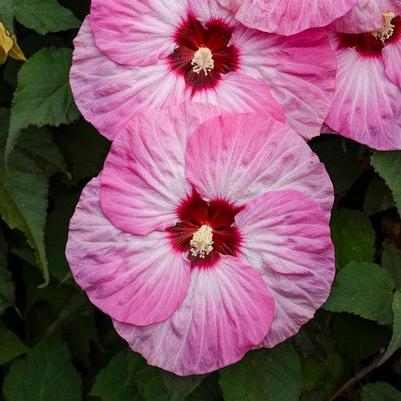 Hibiscus hybrid Summerific® 'Spinderella'