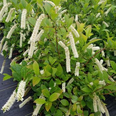 Itea virginica Fountains of Rouge™