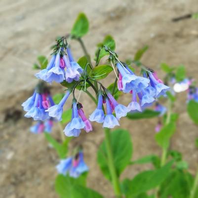 Mertensia virginica 