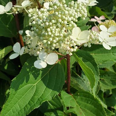 Hydrangea paniculata Torch™