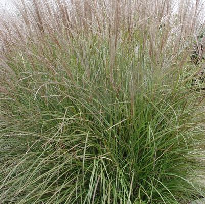 Miscanthus sinensis 'Adagio'