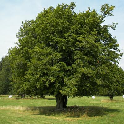 Carpinus betulus 