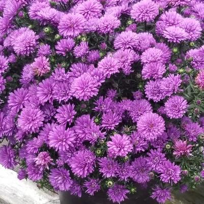 Aster 'Henry I Purple'