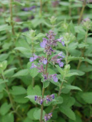 Nepeta muss. Blue Wonder
