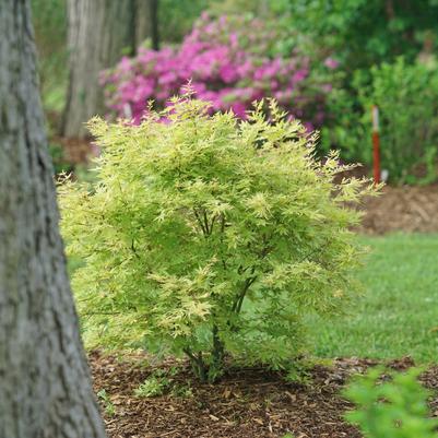 Acer palmatum Metamorphosa®