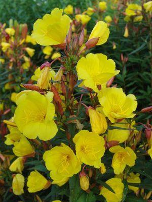 Oenothera f. Fireworks