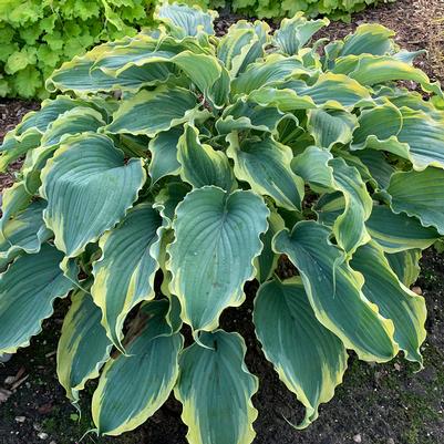 Hosta x Shadowland® 'Voices in the Wind'