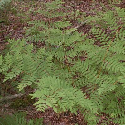 Osmunda regalis 