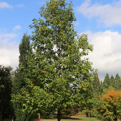 Quercus bicolor American Dream®